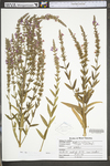 Lythrum salicaria