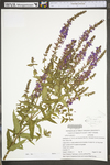 Lythrum salicaria