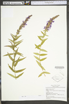 Lythrum salicaria