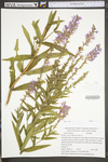 Lythrum salicaria