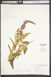 Lythrum salicaria