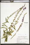 Lythrum salicaria