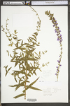 Lythrum salicaria