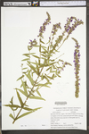 Lythrum salicaria