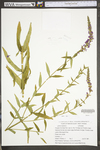 Lythrum salicaria