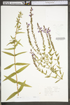 Lythrum salicaria