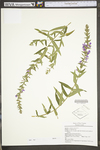 Lythrum salicaria