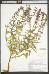 Lythrum salicaria