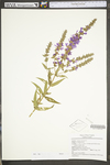 Lythrum salicaria