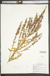 Lythrum salicaria