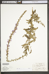 Lythrum salicaria