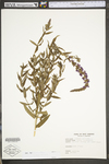 Lythrum salicaria