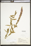 Lythrum salicaria