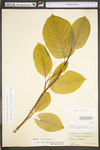 Magnolia acuminata