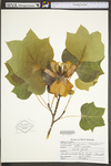 Liriodendron tulipifera