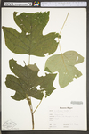 Liriodendron tulipifera