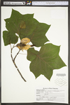 Liriodendron tulipifera