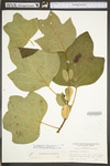 Liriodendron tulipifera