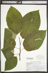 Magnolia acuminata