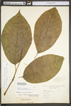 Magnolia acuminata