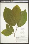 Magnolia acuminata