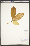 Magnolia grandiflora