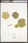 Liriodendron tulipifera