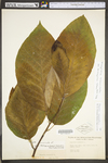 Magnolia acuminata