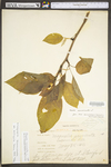 Magnolia acuminata