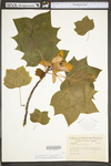 Liriodendron tulipifera