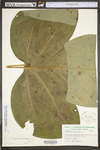 Liriodendron tulipifera