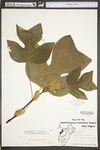 Liriodendron tulipifera