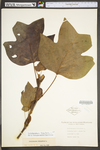 Liriodendron tulipifera