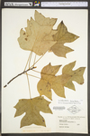 Liriodendron tulipifera