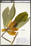 Magnolia tripetala