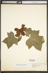 Liriodendron tulipifera