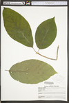 Magnolia acuminata