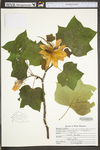 Liriodendron tulipifera