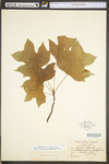 Liriodendron tulipifera