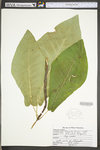 Magnolia fraseri