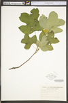 Liriodendron tulipifera