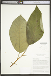 Magnolia acuminata