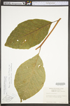 Magnolia acuminata