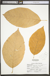 Magnolia acuminata