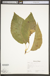 Magnolia acuminata