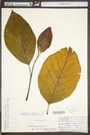 Magnolia acuminata