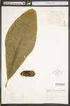 Magnolia acuminata