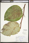 Magnolia acuminata