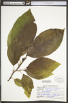 Magnolia acuminata