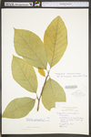 Magnolia acuminata